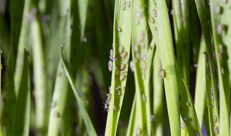 Защита посевов озимой пшеницы от повреждения злаковыми мухами