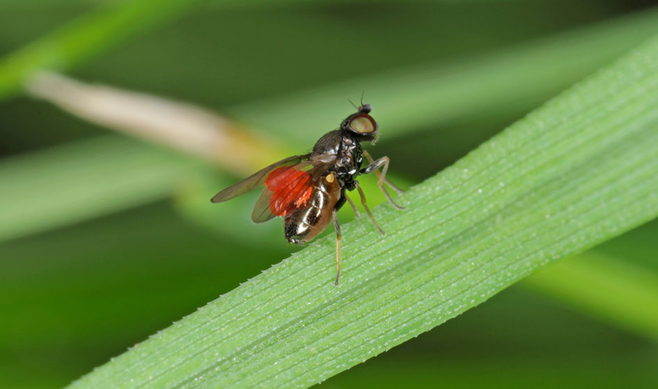 Шведские мухи в посевах яровых зерновых культур ЧАСТЬ1