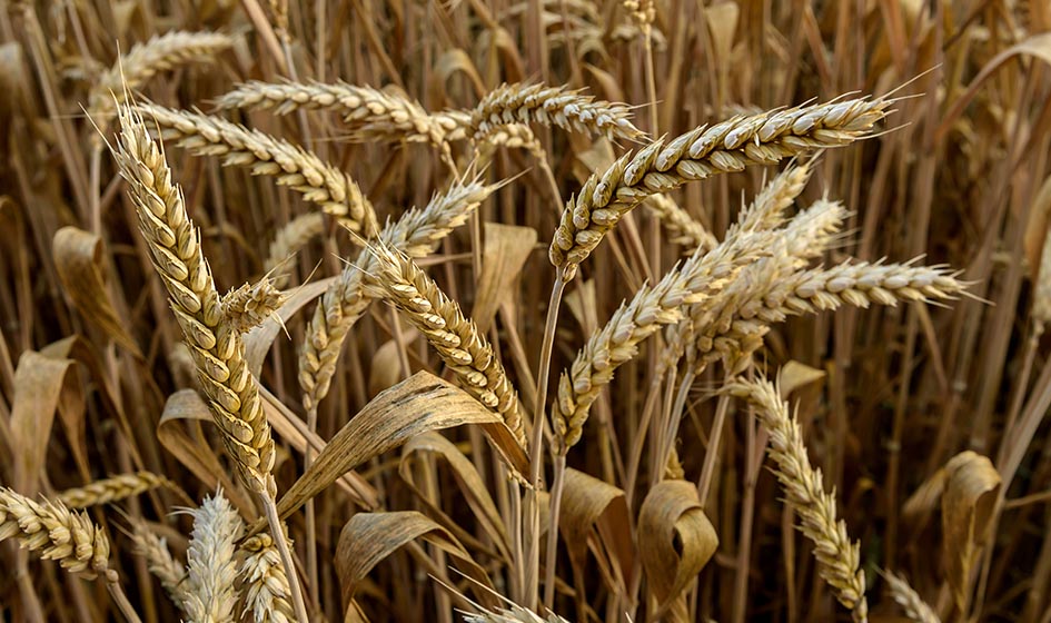 В ФГБНУ ФИЦ «Немчиновка» представили новые сорта яровой пшеницы ЧАСТЬ 3