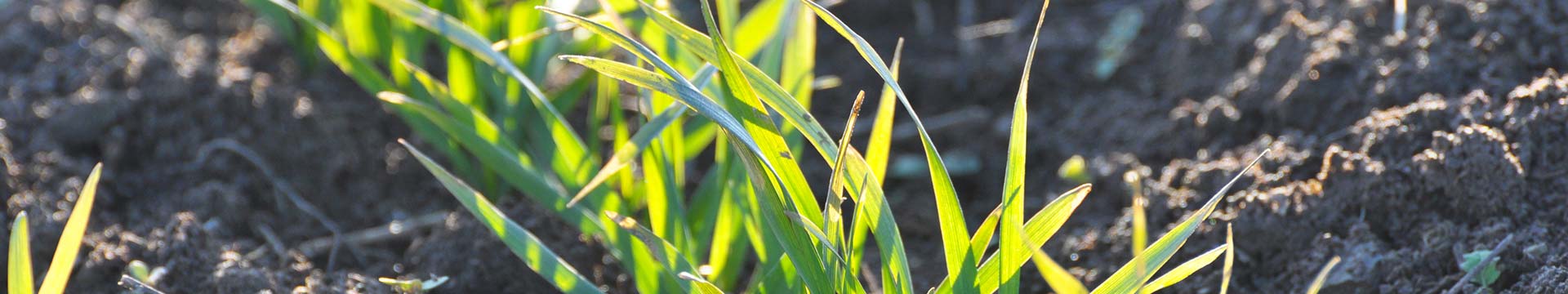 В ФГБНУ ФИЦ «Немчиновка» представили новые сорта яровой пшеницы ЧАСТЬ 3