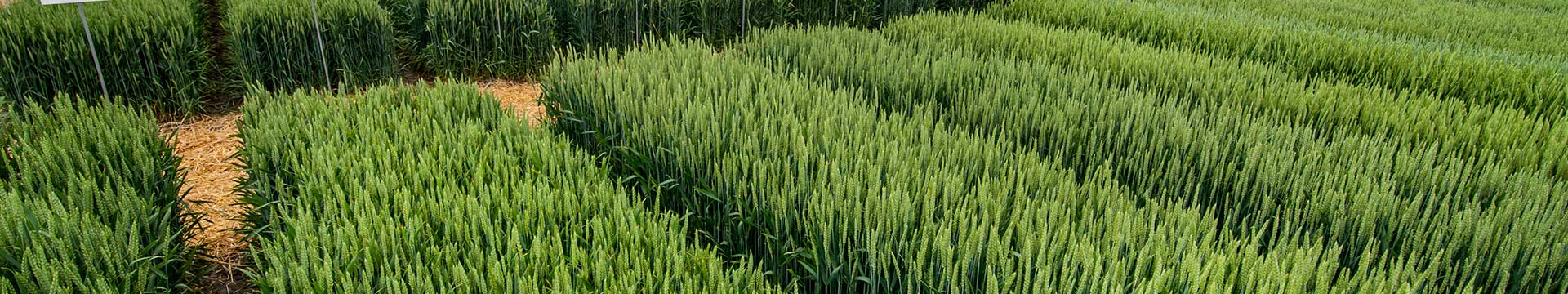 В ФГБНУ ФИЦ «Немчиновка» представили новые сорта яровой пшеницы Часть 1