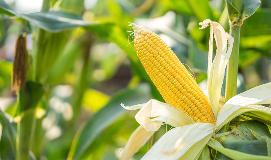 Листовое удобрение для пищевой кукурузы ЧАСТЬ 2