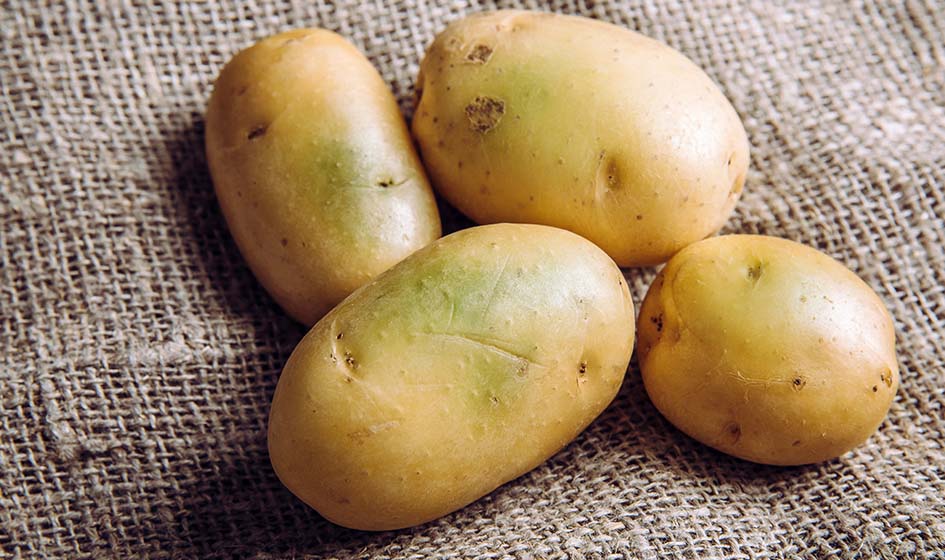 Вредители и болезни картофеля