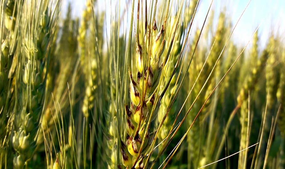 Главные болезни зерновых яровых культур