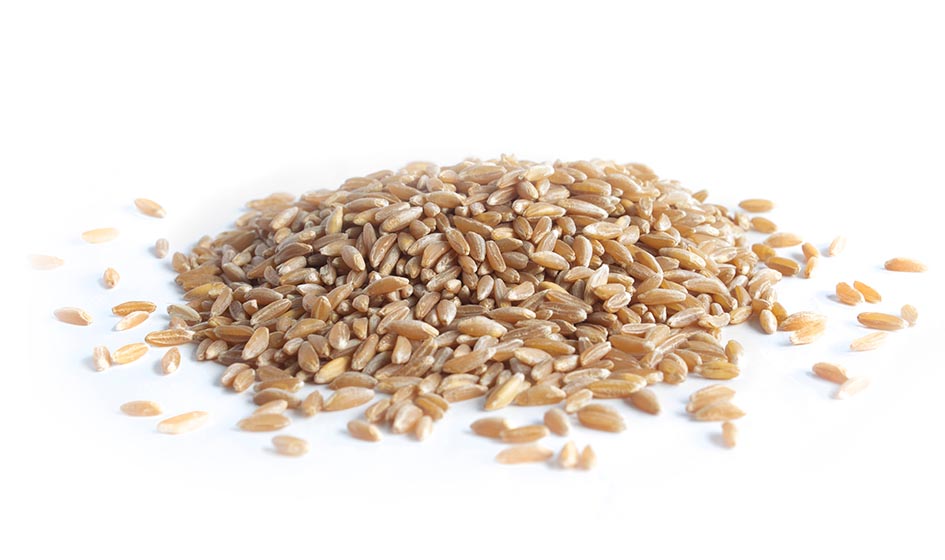 В ФГБНУ ФИЦ «Немчиновка» представили новые сорта яровой пшеницы ЧАСТЬ 2