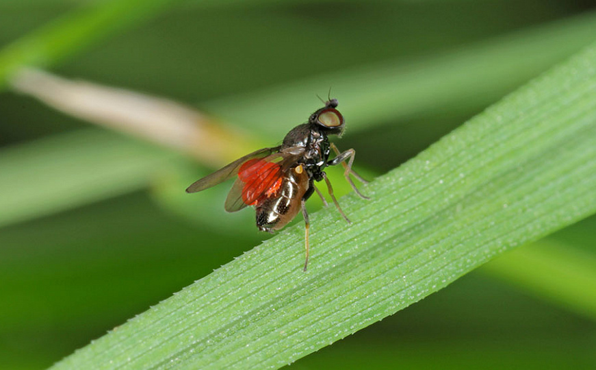 Шведские мухи в посевах яровых зерновых культур ЧАСТЬ1
