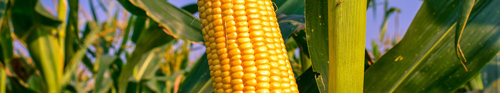 Кукуруза — секреты богатого урожая